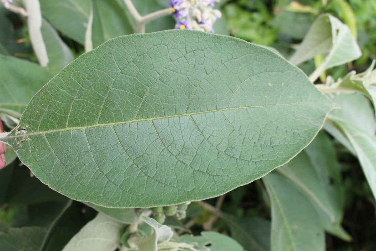 Solanum mauritianum Scop.